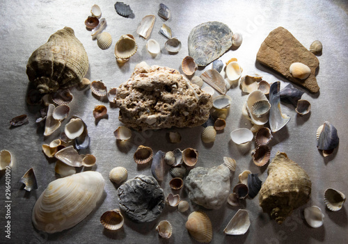 Seashells and rocks