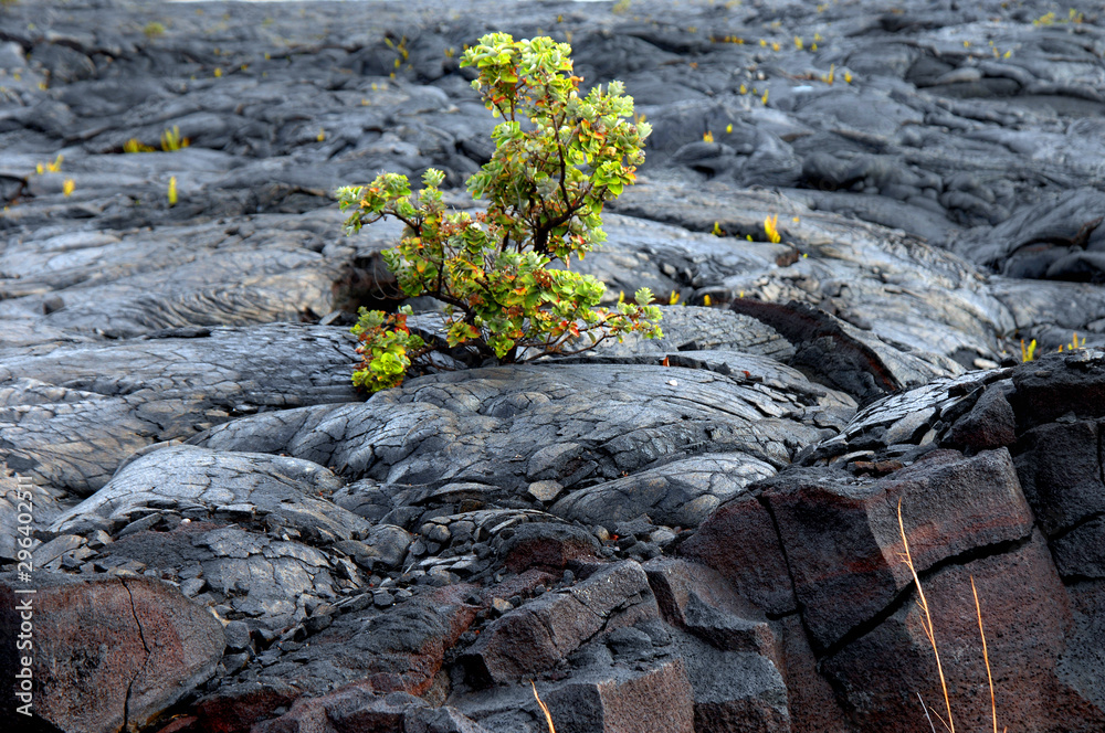 Beginning Again in Lava Field on Big Island Beginning Again in Lava Field on Big Island