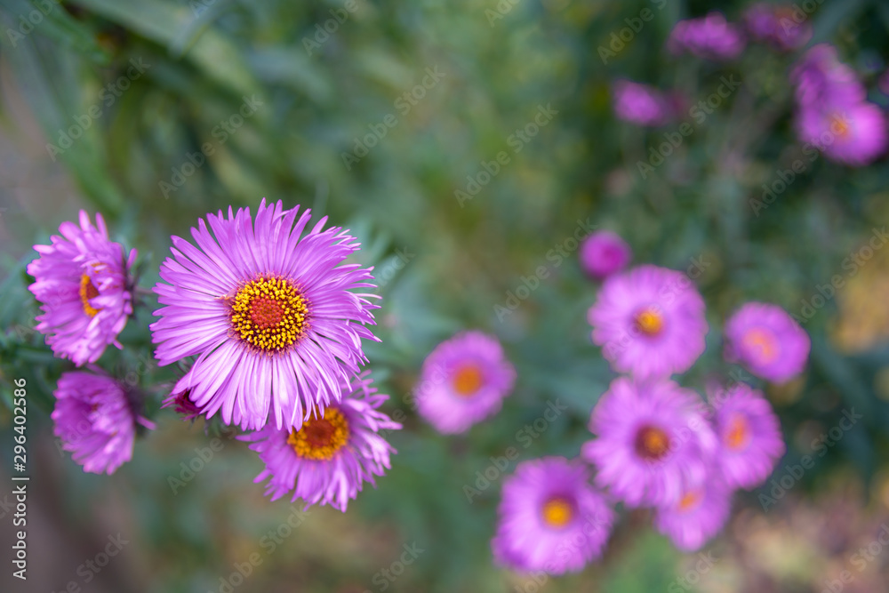 Astra Virgin or New Belgian (Symphyotrichum novi-belgii) beautiful autumn flower bed Astra Virgin or New Belgian (Symphyotrichum novi-belgii) beautiful autumn flower bed