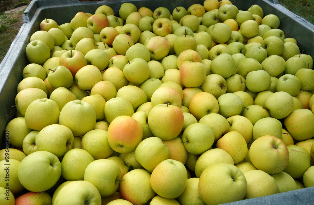 Apfel Äpfel Apfelernte in Südtirol Apfel Äpfel Apfelernte in Südtirol