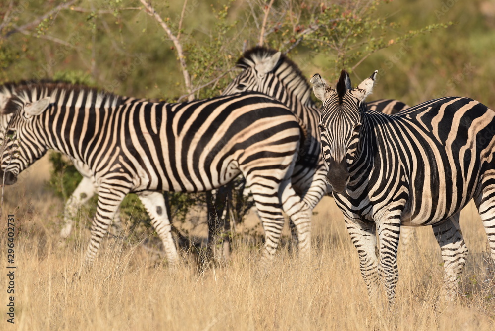 Zebras