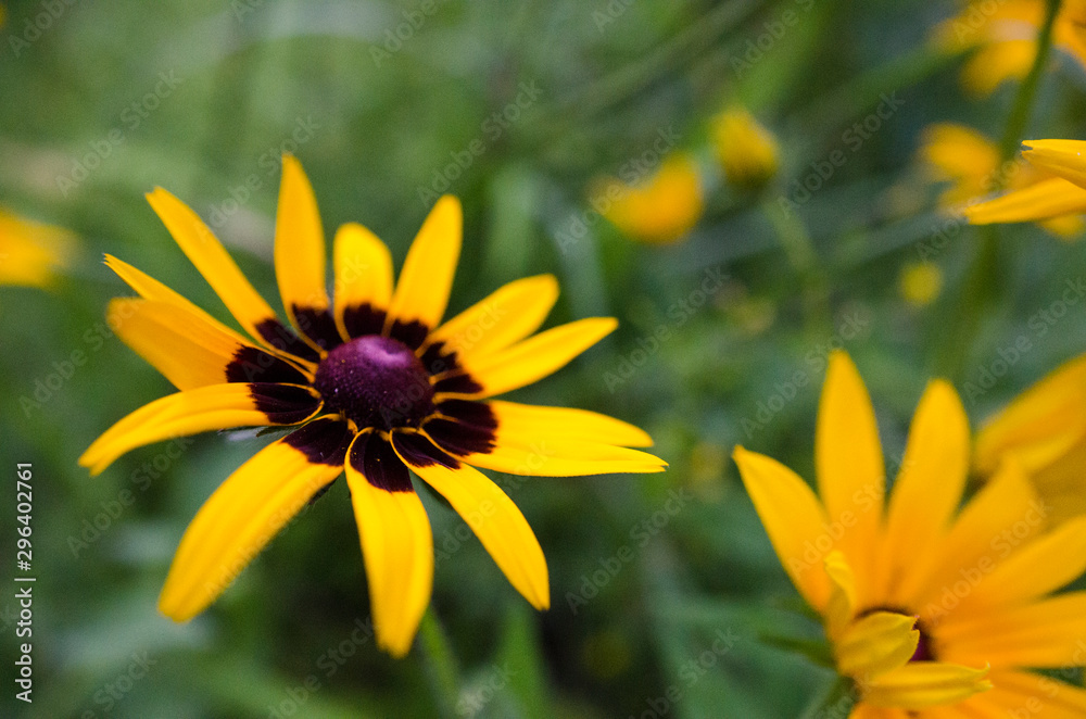 yellow flower with water drops of dew yellow flower with water drops of dew