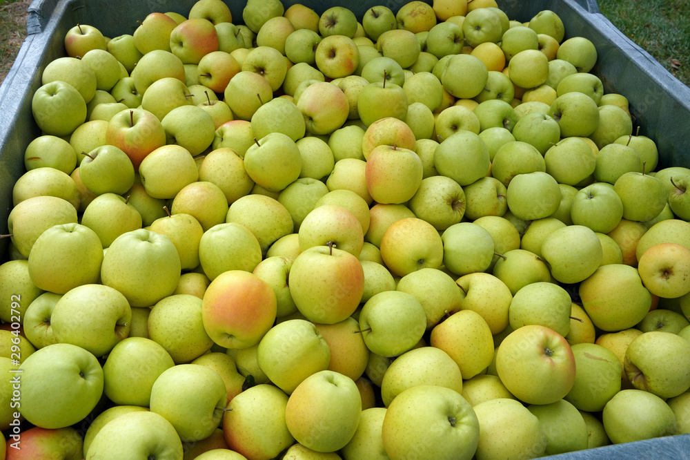 Apfel Äpfel Apfelernte in Südtirol Apfel Äpfel Apfelernte in Südtirol