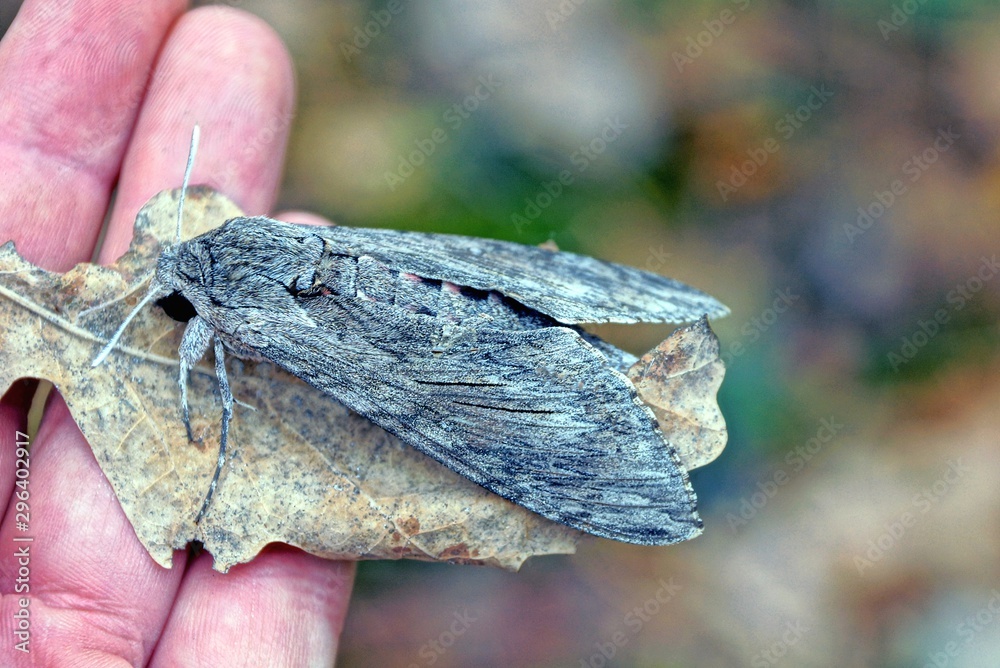gray moth sits on a dry leaf and fingers
