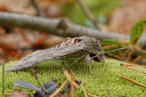 one big gray nocturnal butterfly sits on green moss in the forest