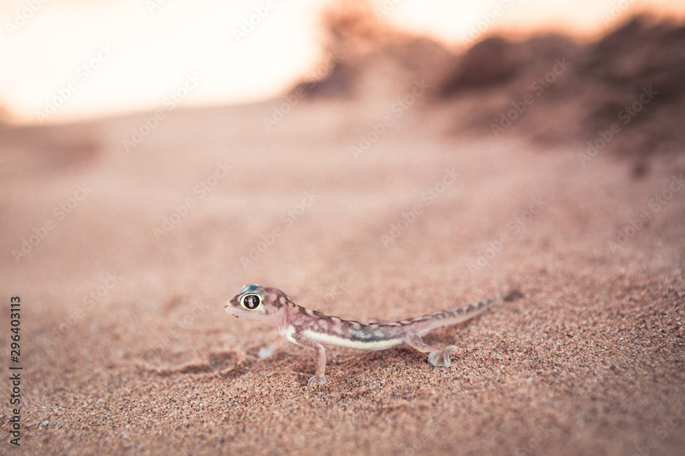 closeup of Namibia desert Palmato Gecko closeup of Namibia desert Palmato Gecko