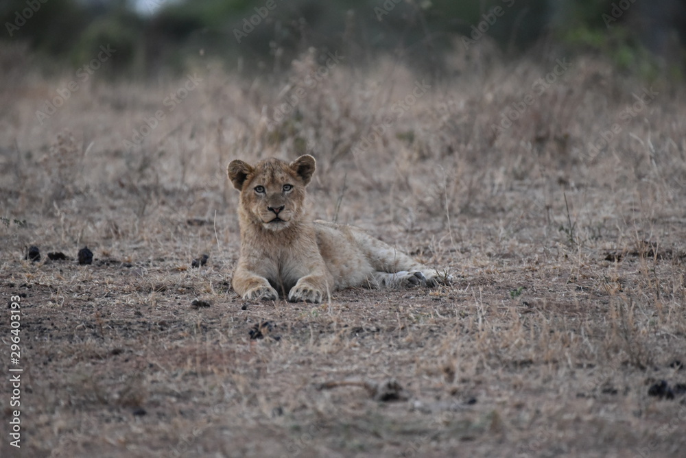 Obraz premium Lion Cub