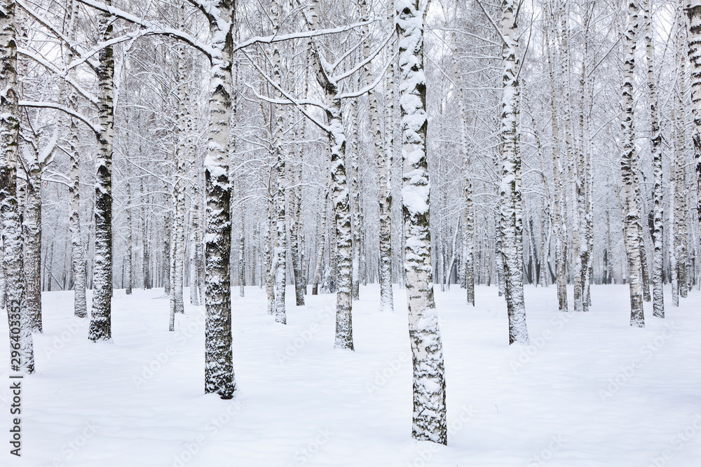 View of beautiful winter birch wood View of beautiful winter birch wood