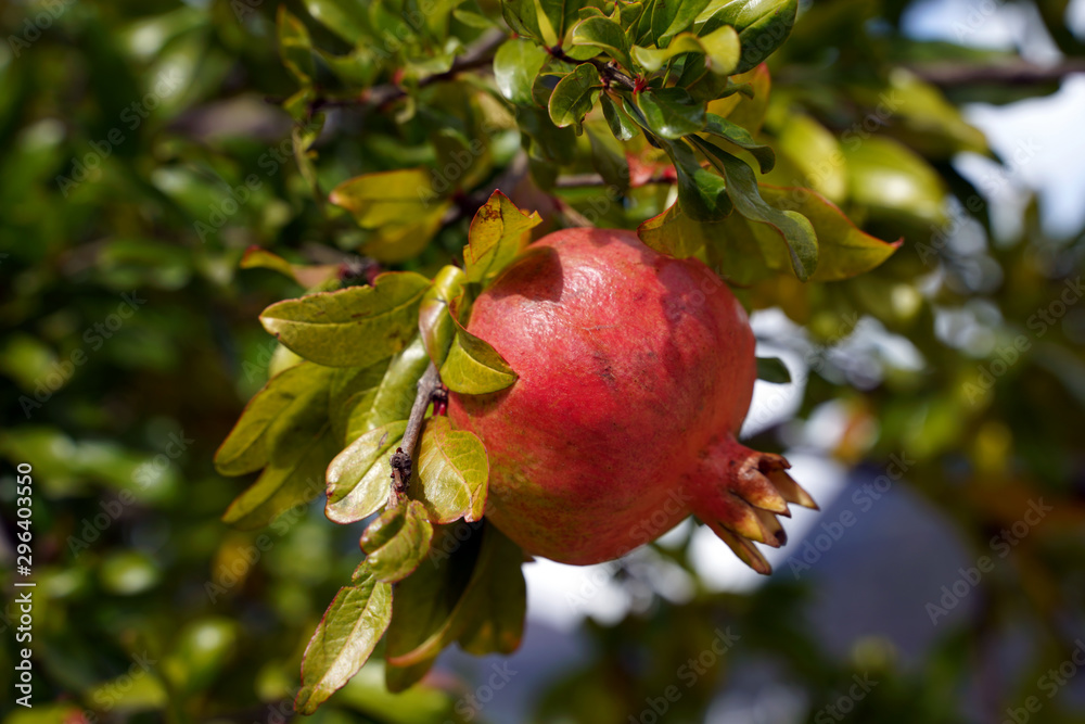 Granatapfel Frucht Baum Granatapfel Frucht Baum