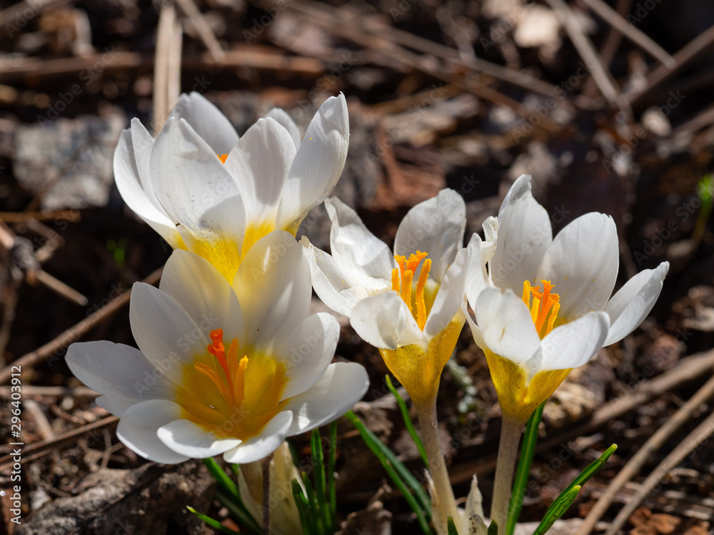 Group of blooming white crocus in spring Group of blooming white crocus in spring