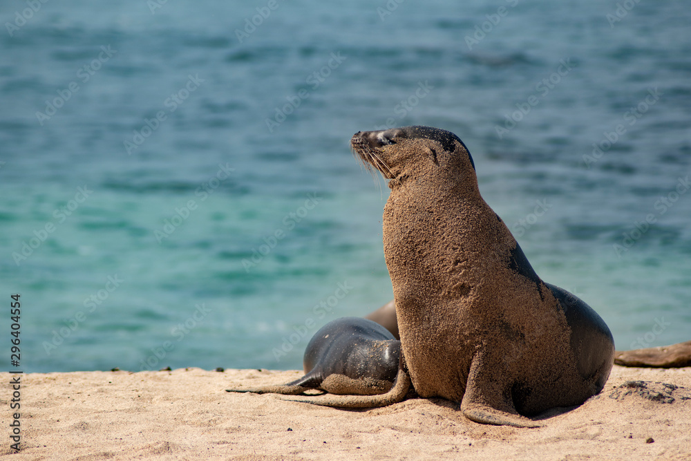 Fototapeta premium Lobo marino