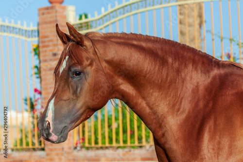 Chestnut arabian horse portrait in motion agains paddock with bars.Animal portrait, close.