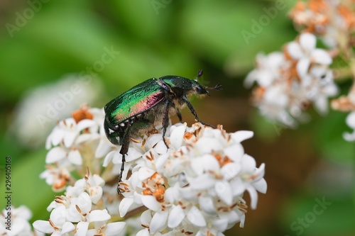 Green beetle Cetonia aurata sitting on white flower.