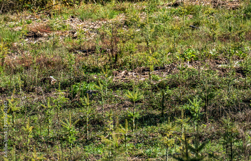 Wiederaufforstung im Wald Wiederaufforstung im Wald
