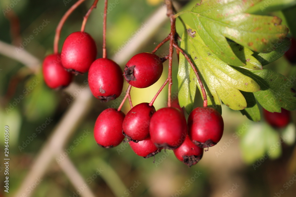 Macro of hawthorn berries with selected focus and shallow depth of field Macro of hawthorn berries with selected focus and shallow depth of field
