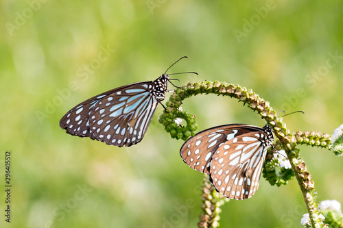 two blue butterflies feeding on a green plant in a green grass field around an empty lake in South India - Tiruvannamalai 2019