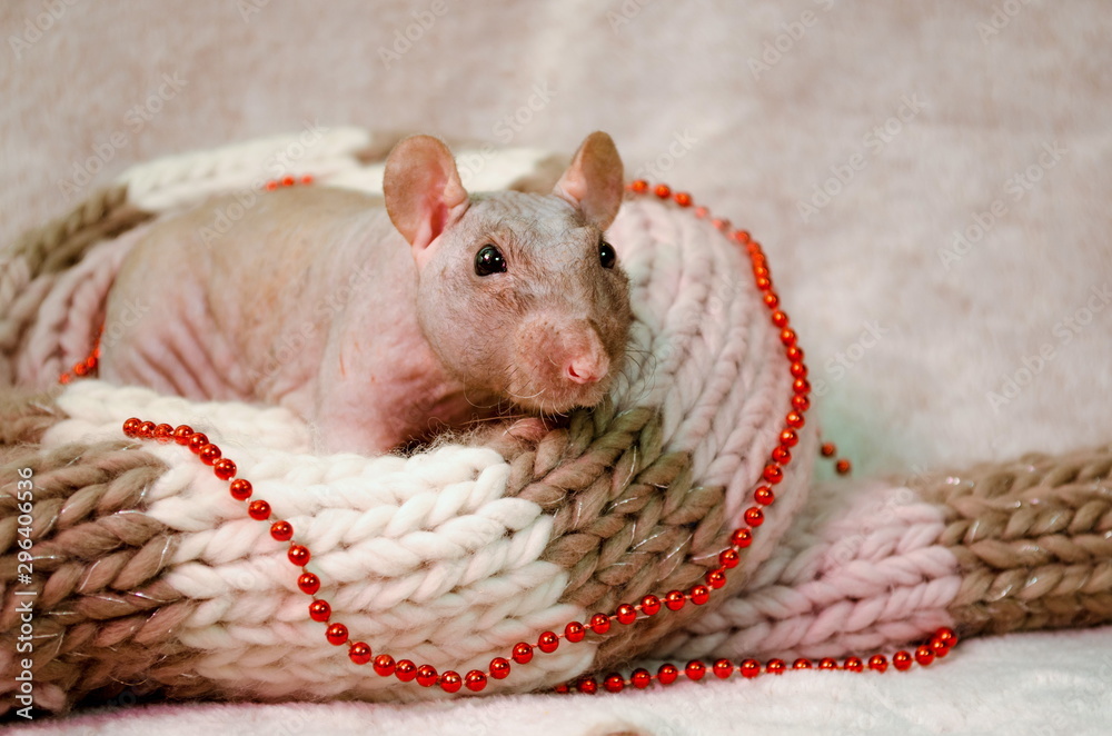 Black self fuzz standard hairless bald gray rat sit in soft cozy scarf with  New Year beads, symbol 2020, with copyspace Stock Photo | Adobe Stock