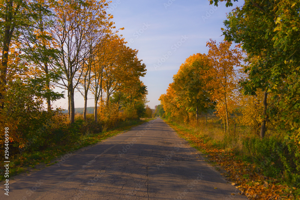 Obraz premium Autumn landscape illuminated by warm sun forest and road among trees shadows grass reflections