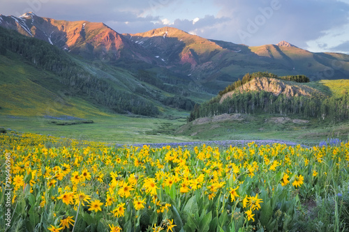 Stunning Sunflower Sunset