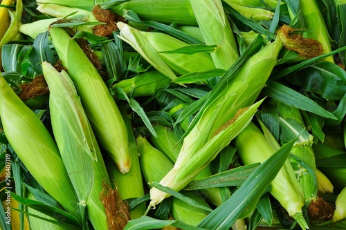 Quadro su tela Fresh corn in its husk at a farmers market