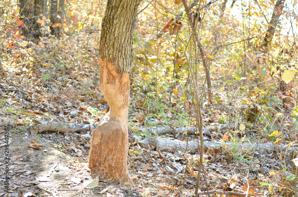 Tree Trunk that has been Chewed On by a Beaver Tree Trunk that has been Chewed On by a Beaver
