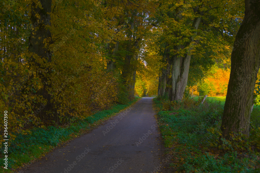 Fototapeta premium Autumn landscape illuminated by warm sun forest and road among trees oaks shadows grass reflections