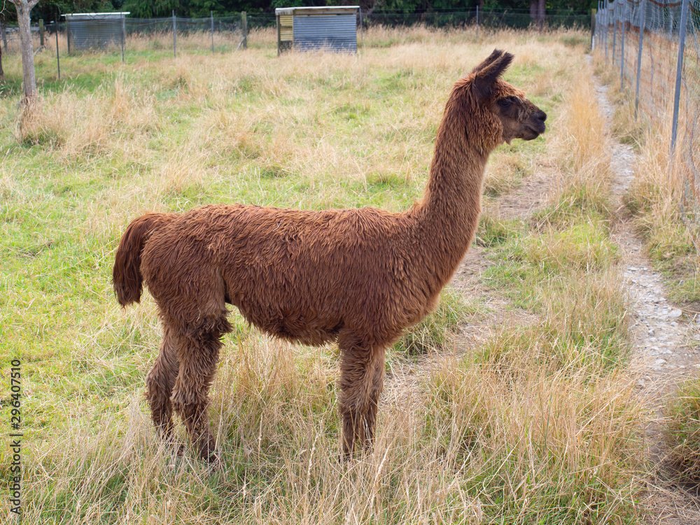 Obraz premium Brown Alpaca In A Farm Paddock