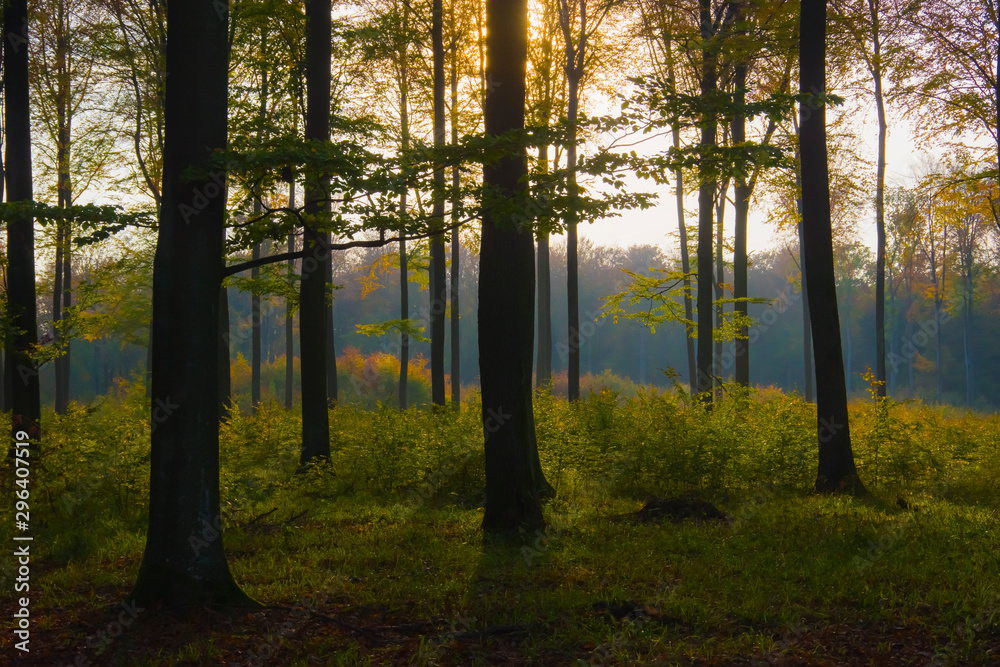 Autumn landscape before sunset forest illuminated by the sun light shadows grass