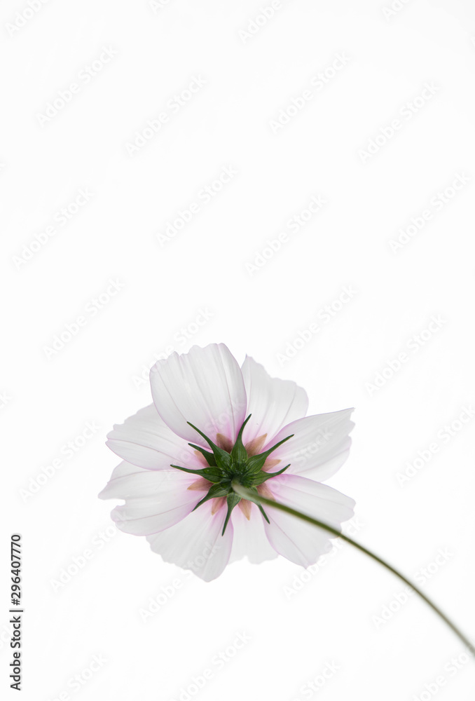 Close Up of White and Pink Cosmos Flower with Yellow Center Close Up of White and Pink Cosmos Flower with Yellow Center