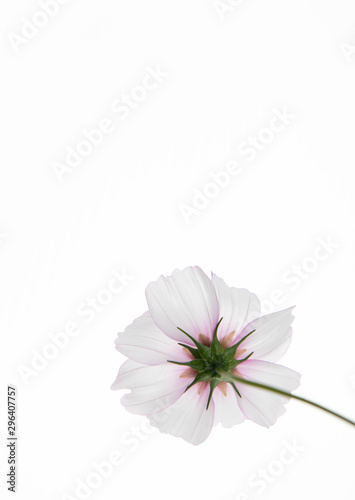 Close Up of White and Pink Cosmos Flower with Yellow Center