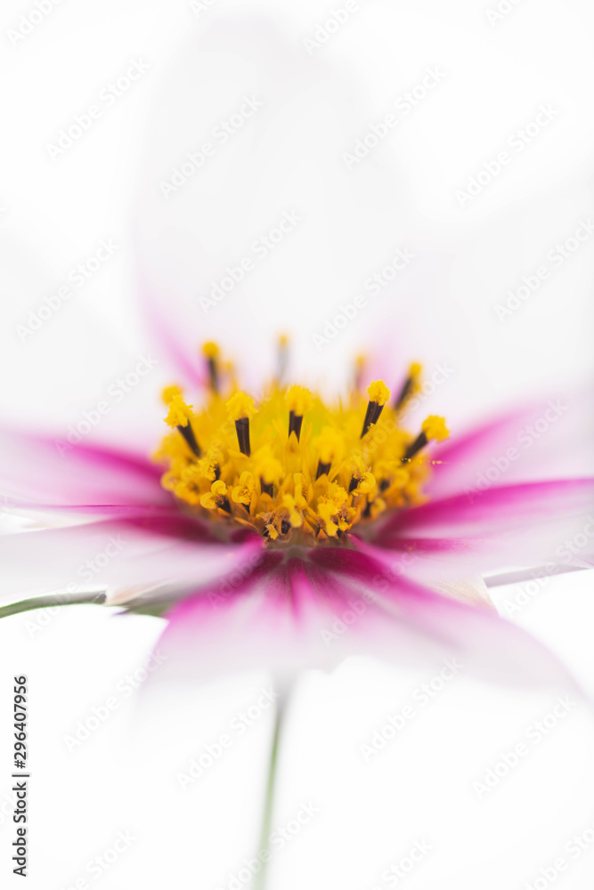 Close Up of White and Pink Cosmos Flower with Yellow Center