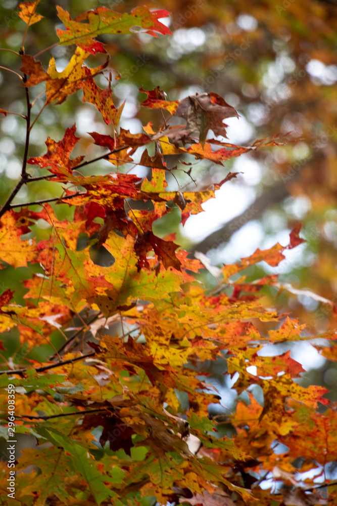 Details of Fiery Fall Leaves on Trees Colors of fall. Brisk cool weather. Leaves are changing red, orange and yellow creating a beautiful autumn landscape. Details of Fiery Fall Leaves on Trees Colors of fall. Brisk cool weather. Leaves are changing red, orange and yellow creating a beautiful autumn landscape.