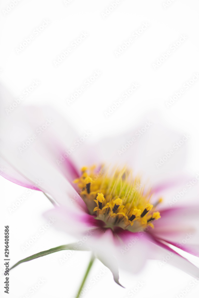 Close Up of White and Pink Cosmos Flower with Yellow Center Close Up of White and Pink Cosmos Flower with Yellow Center