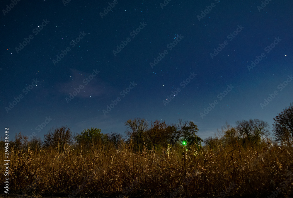 trees corn and night sky trees corn and night sky
