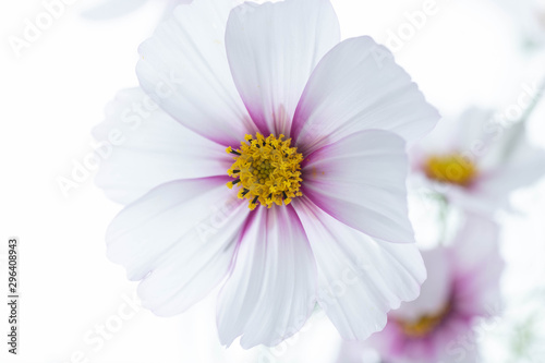 Close Up of White and Pink Cosmos Flower with Yellow Center
