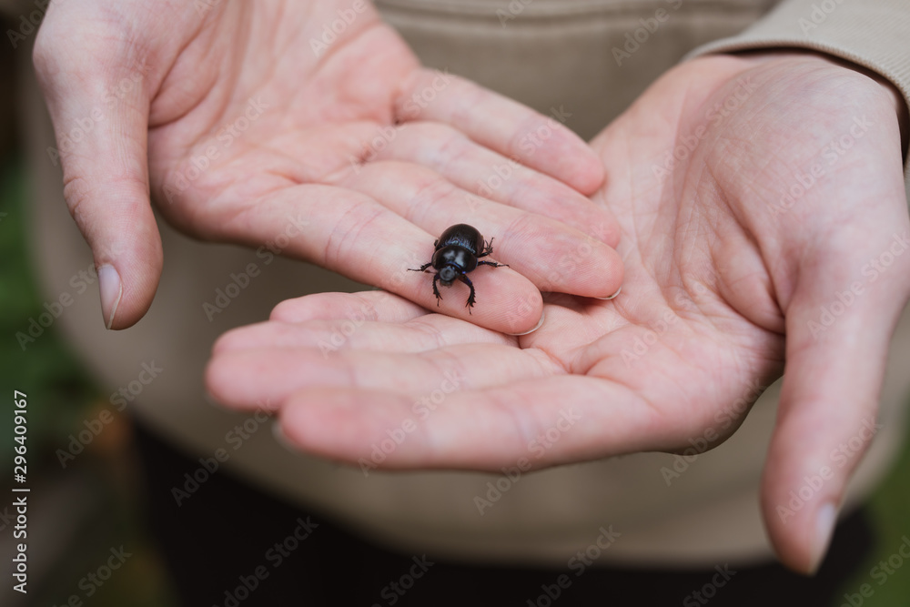 Obraz premium hands holding a beetle