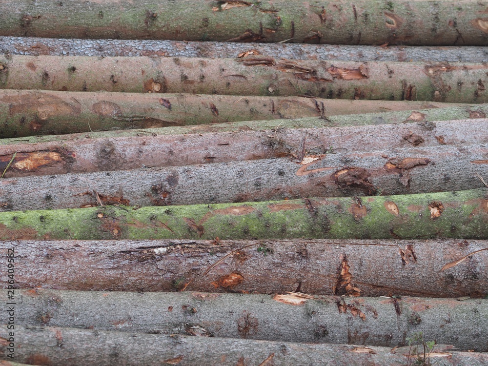 Bauholz - gerodete Baumstämme lagern im Wald Bauholz - gerodete Baumstämme lagern im Wald