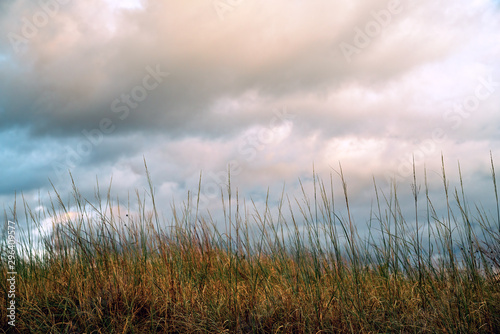 prairie grass against sky