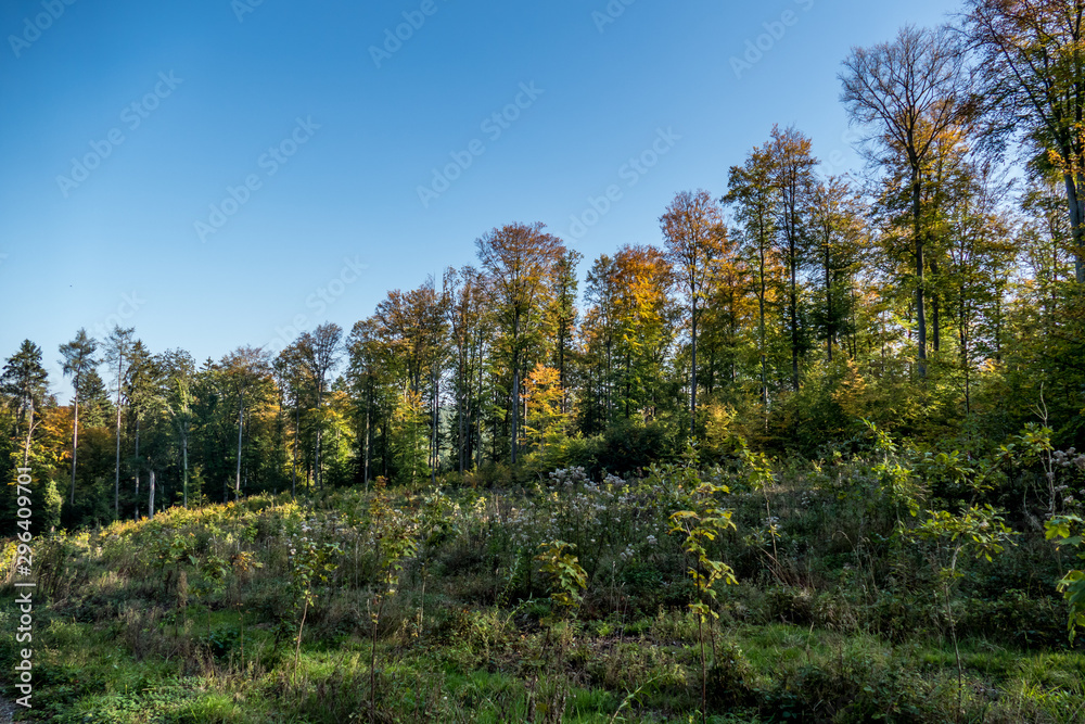 Fototapeta premium Wiederaufforstung im Wald