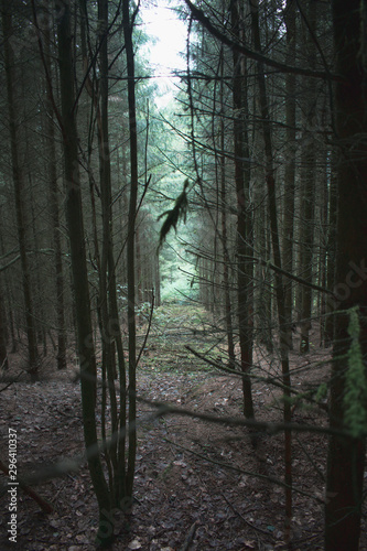 forest in fog