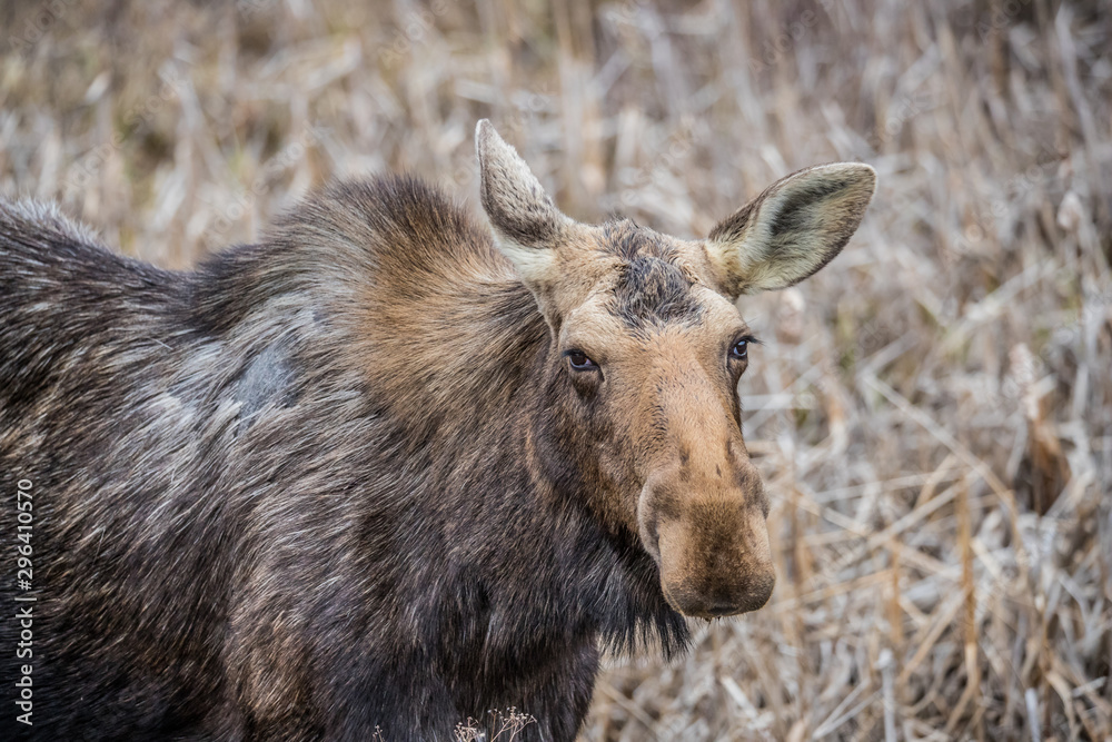 Fototapeta premium Canadian female moose in wetlands