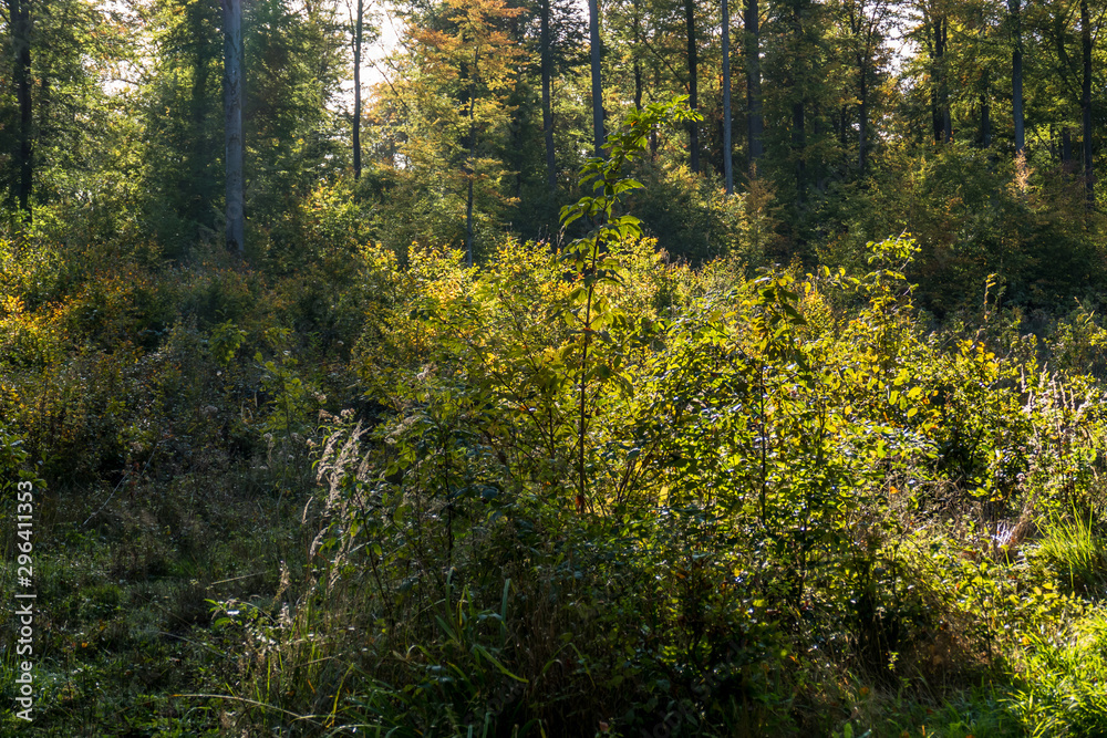 Obraz premium Wiederaufforstung im Wald