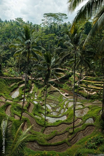 Palm trees and rice terraces