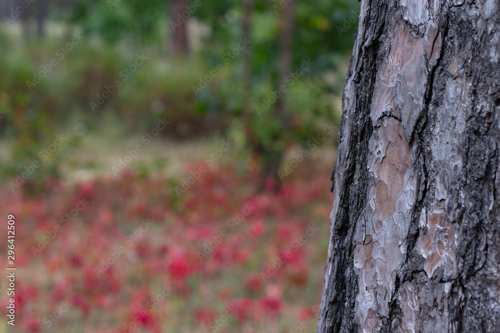 Obraz premium Pine Tree Trunk Bark Texture Close up on red leaves bg
