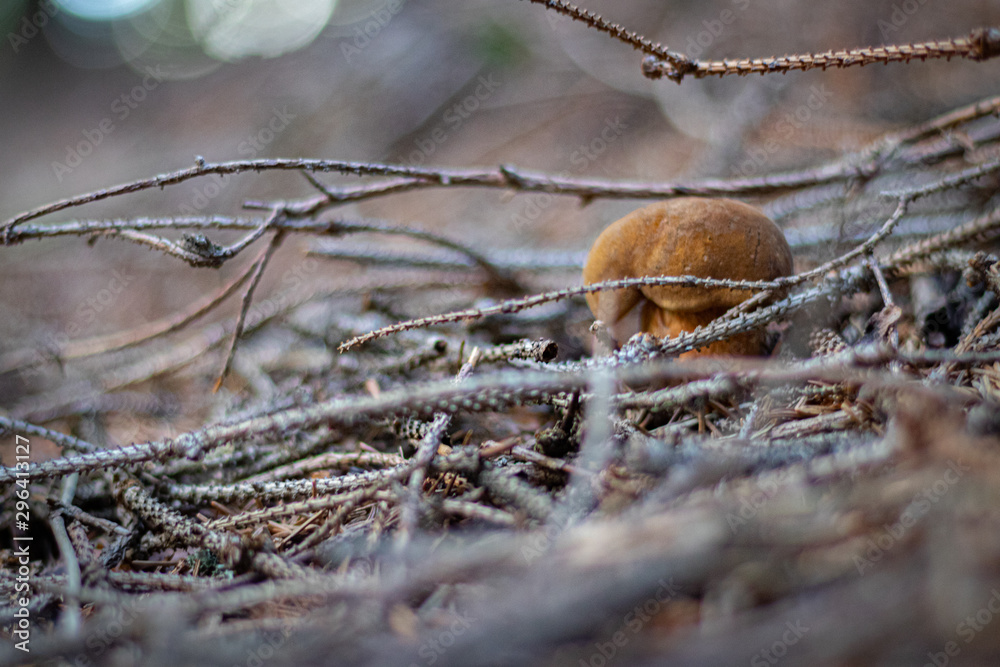 Hidden mashroom Hidden mashroom