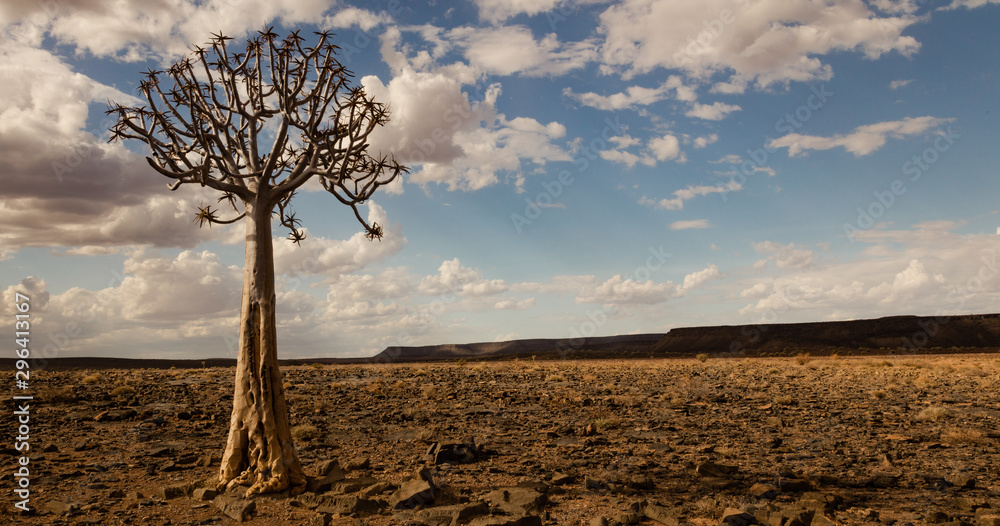 A Quiver Tree near the Fish River Canyon in Southern Namibia