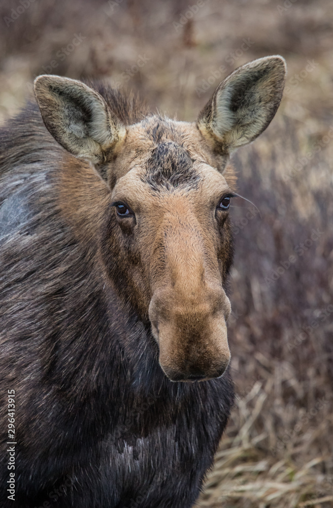 Canadian female moose in wetlands Canadian female moose in wetlands