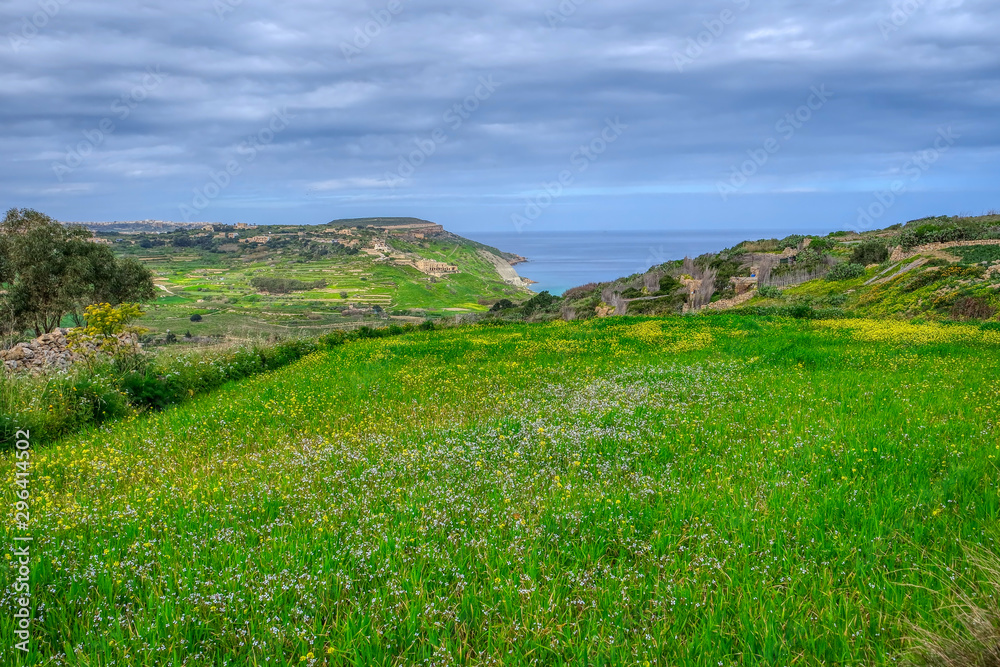 Field of wildflowers in Gozo Island, Malta