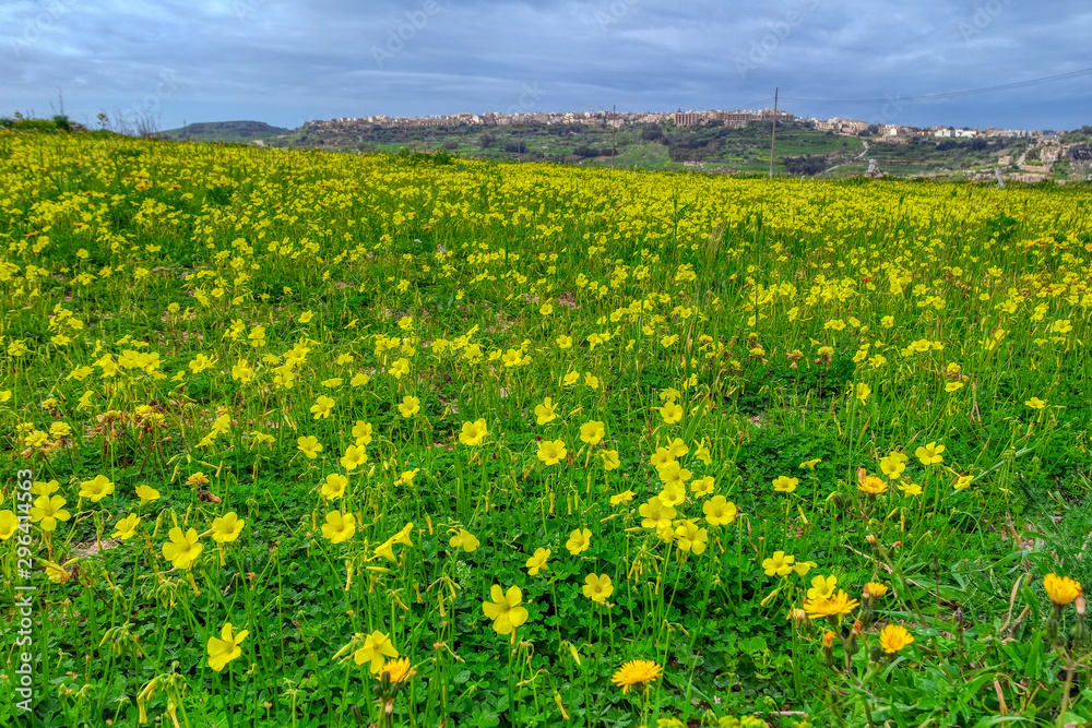 Maltese flora and maltese plant, blossom flowers on field, Gozo island, Malta