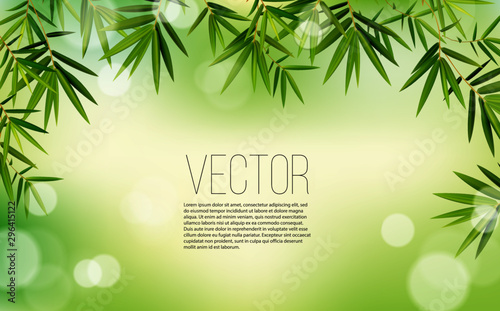 Green bamboo leaves. Vector illustration